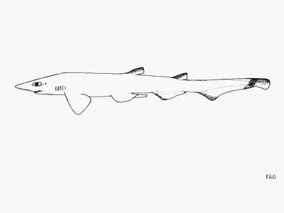 Blacktip sawtail catshark (Galeus sauteri)