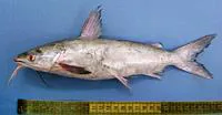 Blacktip sea catfish (Plicofollis dussumieri)
