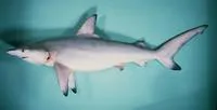 Blacktip shark (Carcharhinus limbatus)