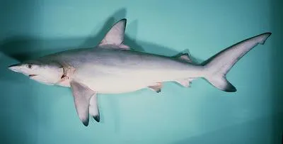 Blacktip shark (Carcharhinus limbatus)