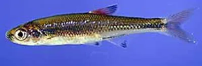 Blacktip shiner (Lythrurus atrapiculus)
