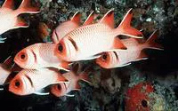Blacktip soldierfish (Myripristis botche)