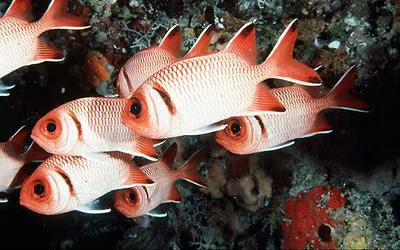 Blacktip soldierfish (Myripristis botche)