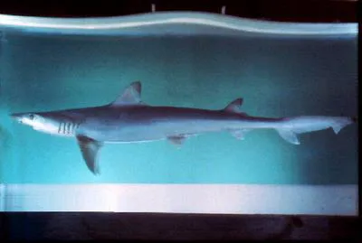 Blacktip tope (Hypogaleus hyugaensis)