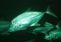 Blacktip trevally (Caranx heberi)