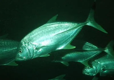 Blacktip trevally (Caranx heberi)