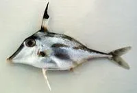 Blacktip tripodfish (Trixiphichthys weberi)