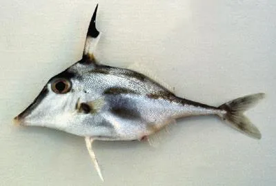 Blacktip tripodfish (Trixiphichthys weberi)