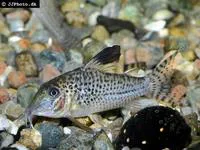 Blacktop corydoras (Corydoras acutus)