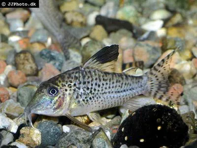 Blacktop corydoras (Corydoras acutus)