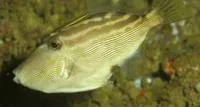 Blackvent filefish (Thamnaconus melanoproctes)