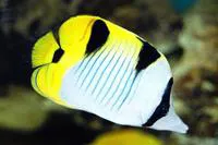 Blackwedged butterflyfish (Chaetodon falcula)