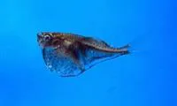 Blackwing hatchetfish (Carnegiella marthae)