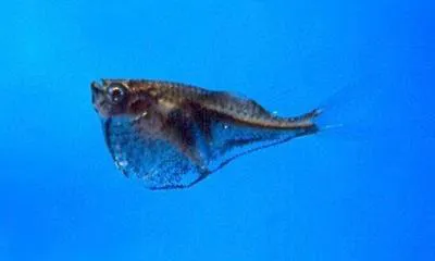 Blackwing hatchetfish (Carnegiella marthae)