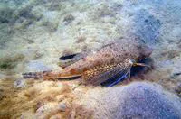 Blackwing searobin (Prionotus rubio)