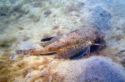 Blackwing searobin (Prionotus rubio)