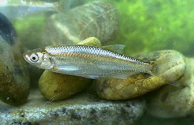 Bleak (Alburnus alburnus)