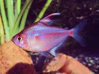 Bleeding-heart tetra (Hyphessobrycon erythrostigma)