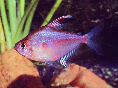 Bleeding-heart tetra (Hyphessobrycon erythrostigma)