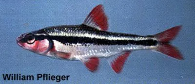 Bleeding shiner (Luxilus zonatus)