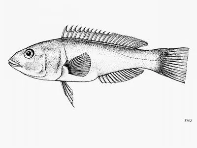 Bleeding wrasse (Polylepion cruentum)