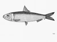 Bleeker's blacktip sardinella (Sardinella atricauda)