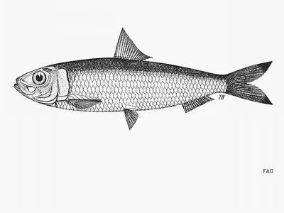 Bleeker's blacktip sardinella (Sardinella atricauda)
