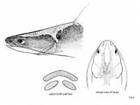 Bleeker's catfish (Nemapteryx bleekeri)