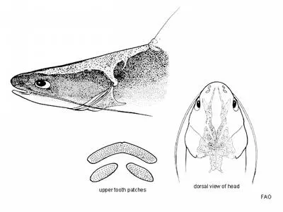 Bleeker's catfish (Nemapteryx bleekeri)