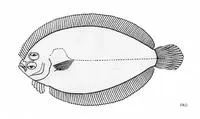 Bleeker's flounder (Engyprosopon bleekeri)