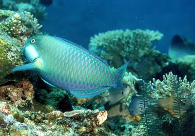 Bleeker's parrotfish (Chlorurus bleekeri)