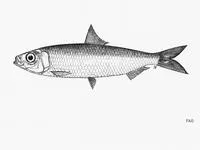 Bleeker smoothbelly sardinella (Amblygaster clupeoides)