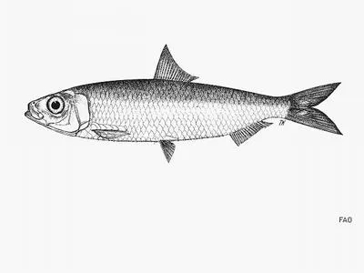 Bleeker smoothbelly sardinella (Amblygaster clupeoides)