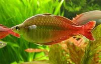 Bleher's rainbowfish (Chilatherina bleheri)