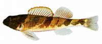 Blenny darter (Etheostoma blennius)