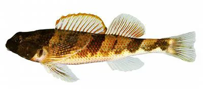 Blenny darter (Etheostoma blennius)