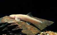 Blind cave loach (Nemacheilus troglocataractus)