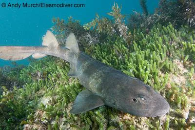 Blind shark (Brachaelurus waddi)