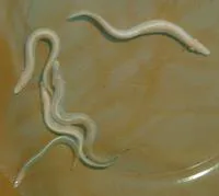 Blind spiny eel (Mastacembelus brichardi)