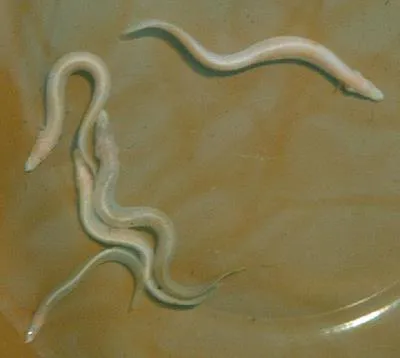 Blind spiny eel (Mastacembelus brichardi)