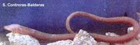 Blind swamp eel (Ophisternon infernale)