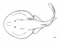 Blind torpedo (Benthobatis marcida)
