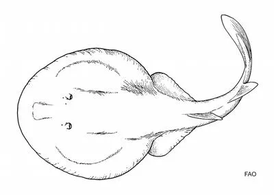 Blind torpedo (Benthobatis marcida)