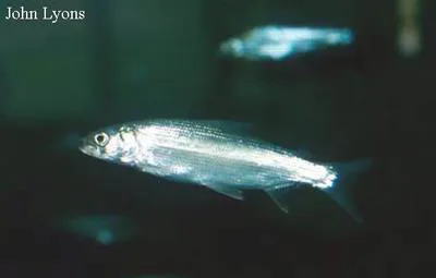 Bloater (Coregonus hoyi)
