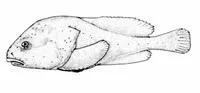 Blob sculpin (Psychrolutes phrictus)