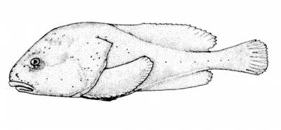 Blob sculpin (Psychrolutes phrictus)