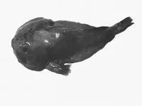 Blobfish (Psychrolutes marcidus)