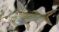 Bloch's catfish (Pimelodus blochii)