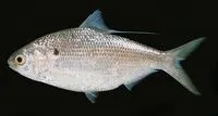 Bloch's gizzard shad (Nematalosa nasus)