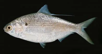 Bloch's gizzard shad (Nematalosa nasus)